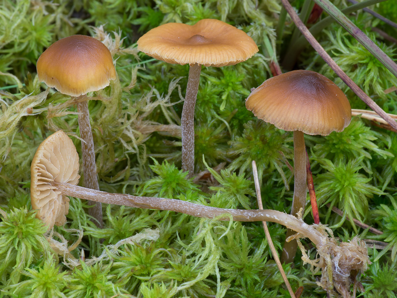 Galerina hybrida